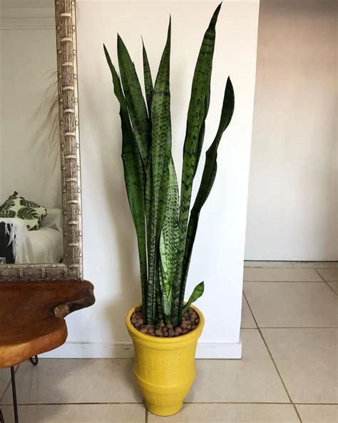 are snake plants good for air quality